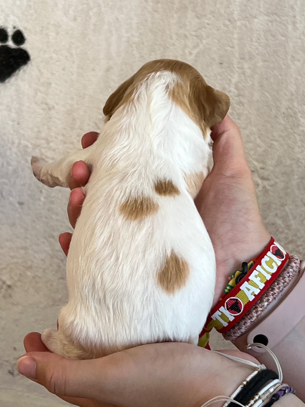 Chiot N°3