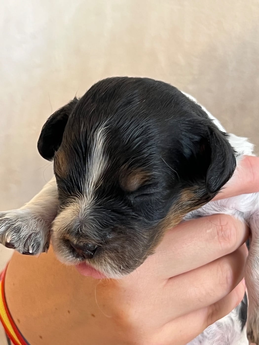 Chiot N°4