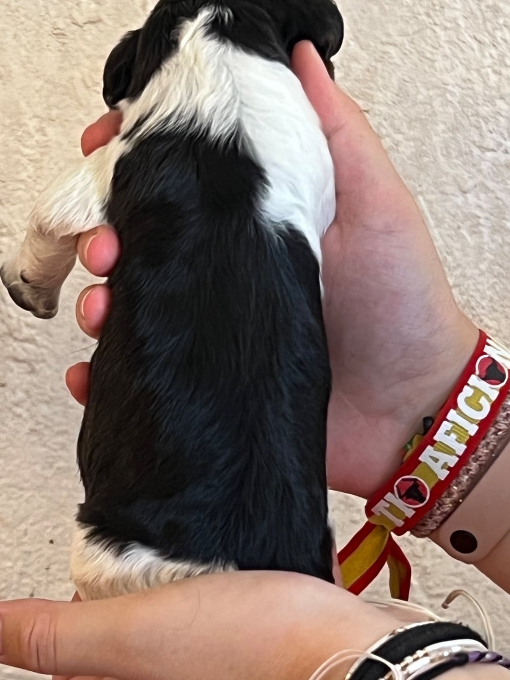 Chiot N°4