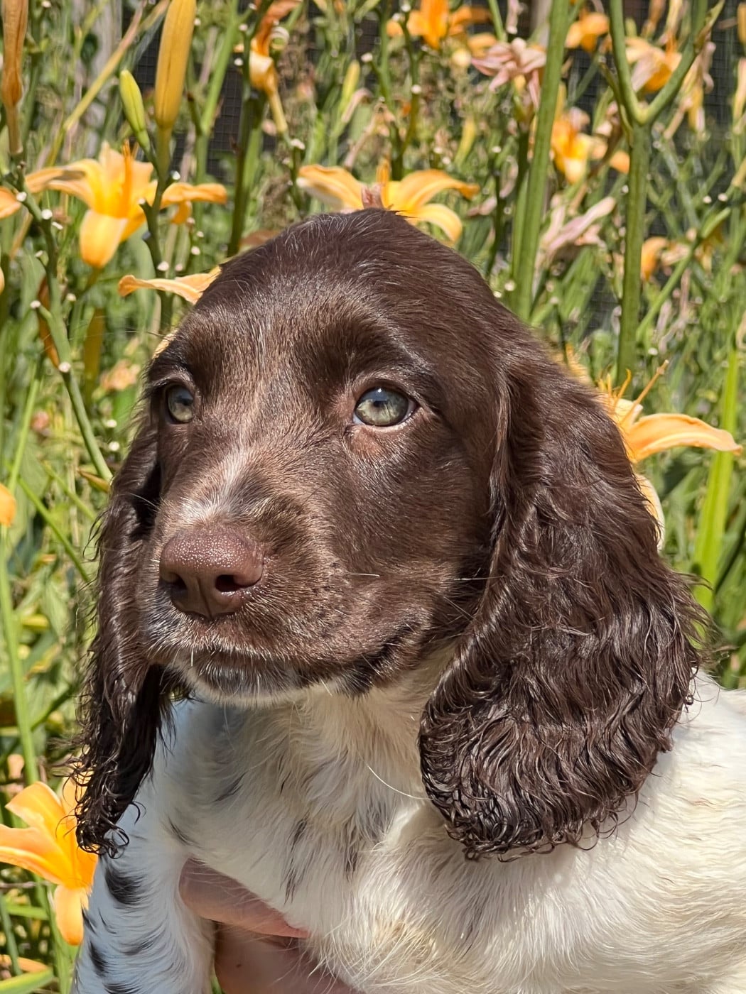 English Springer Spaniel - de Torlhak