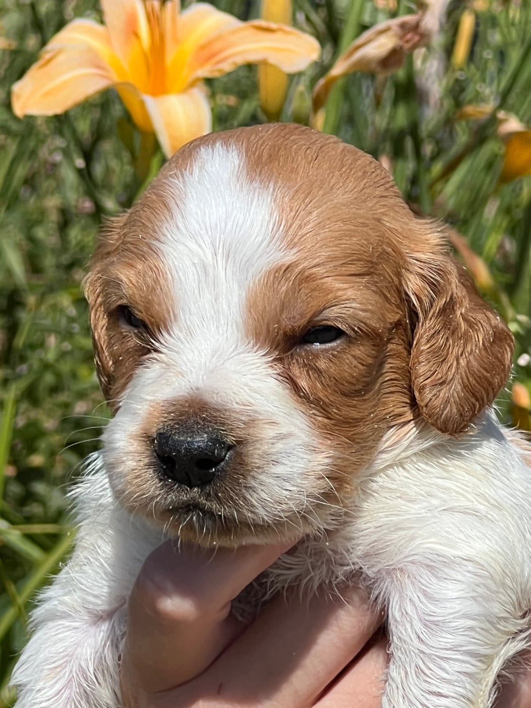 Chiot N°1