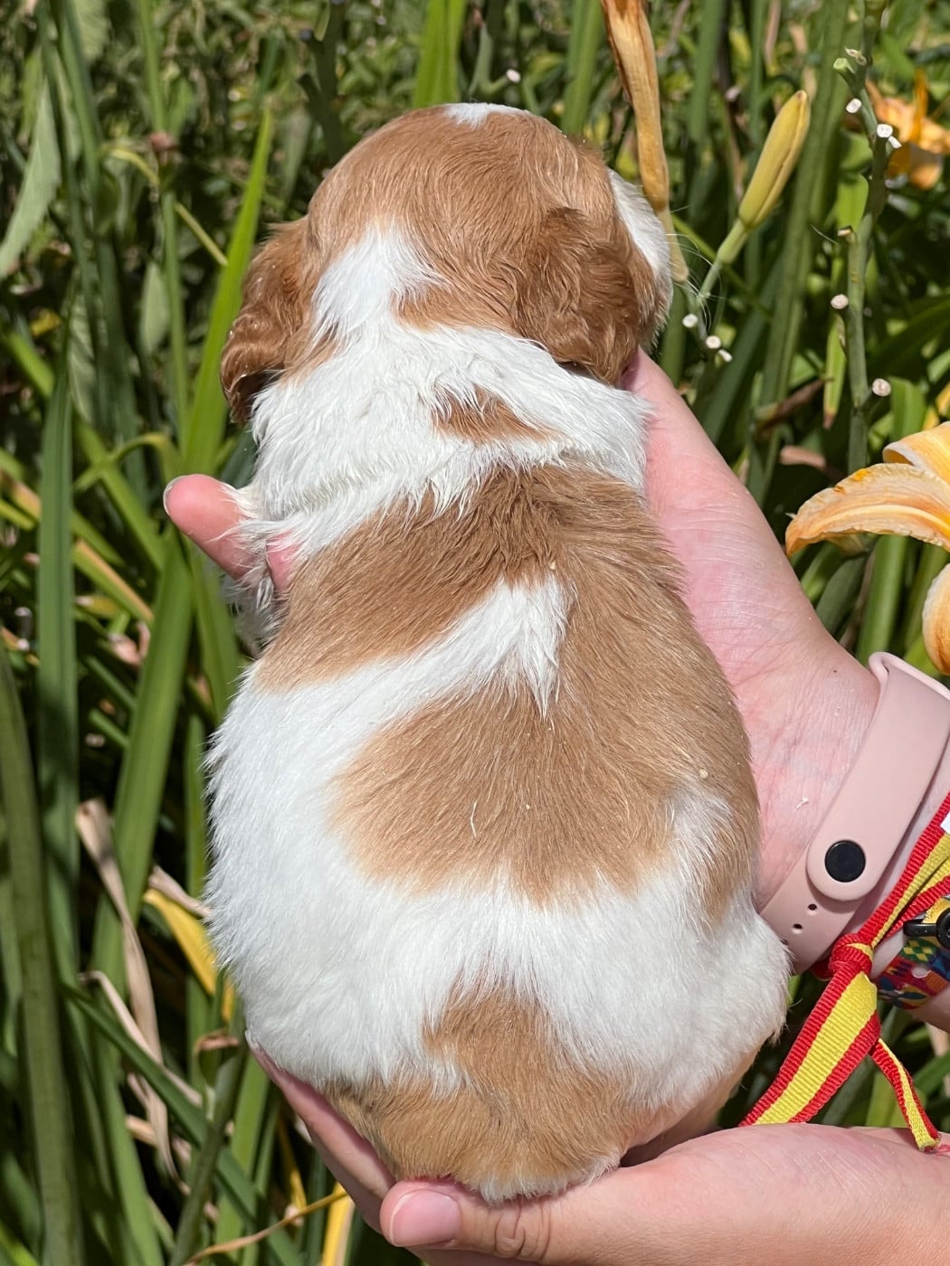 Chiot N°1