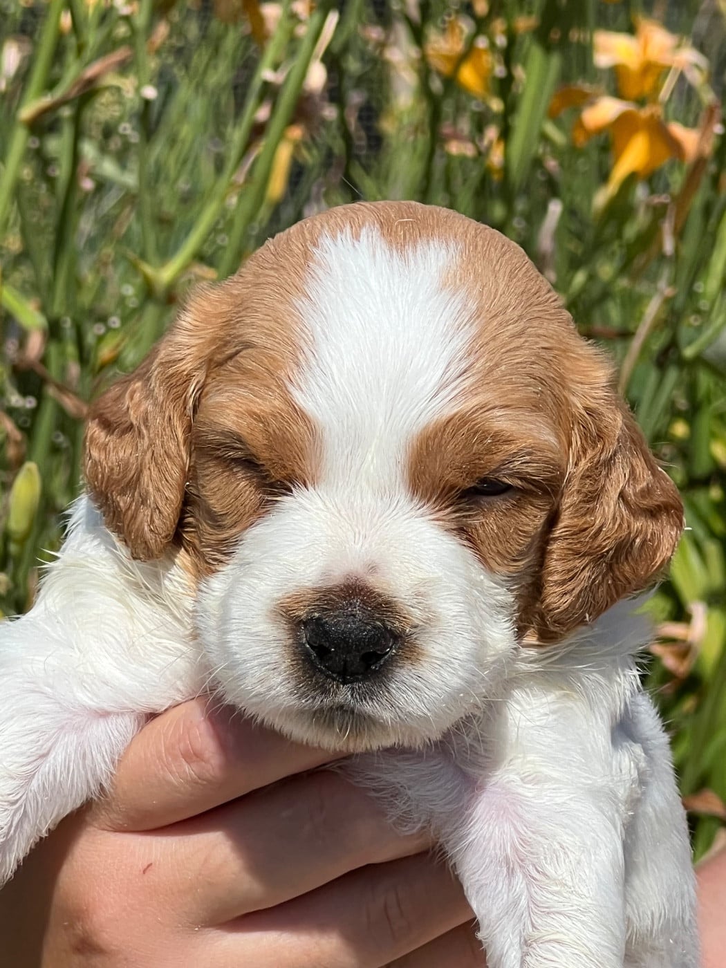 Chiot N°3