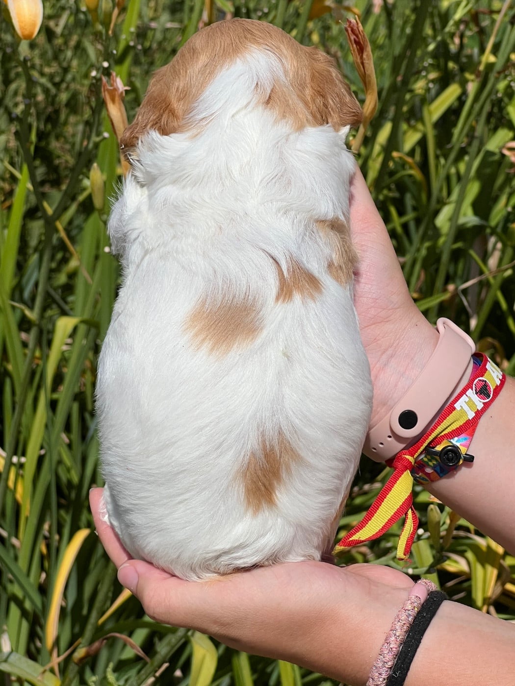 Chiot N°3