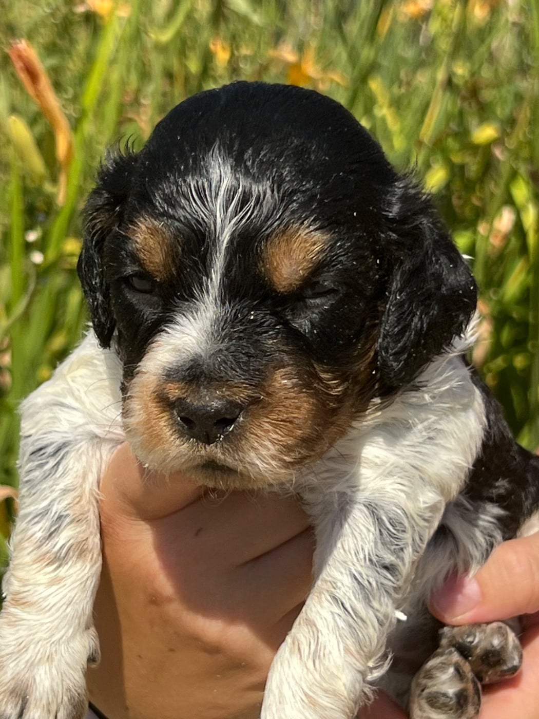 Chiot N°4
