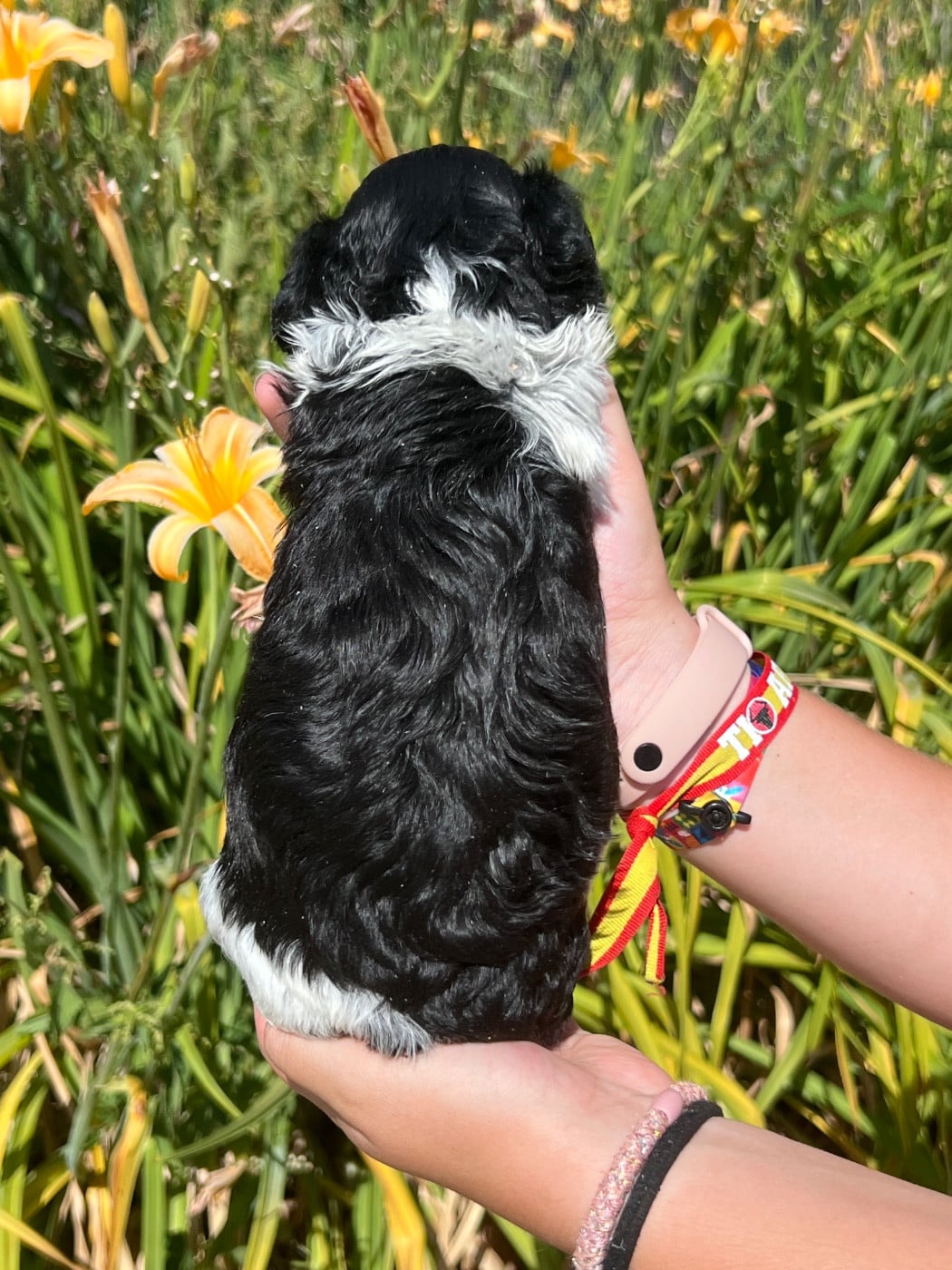 Chiot N°4