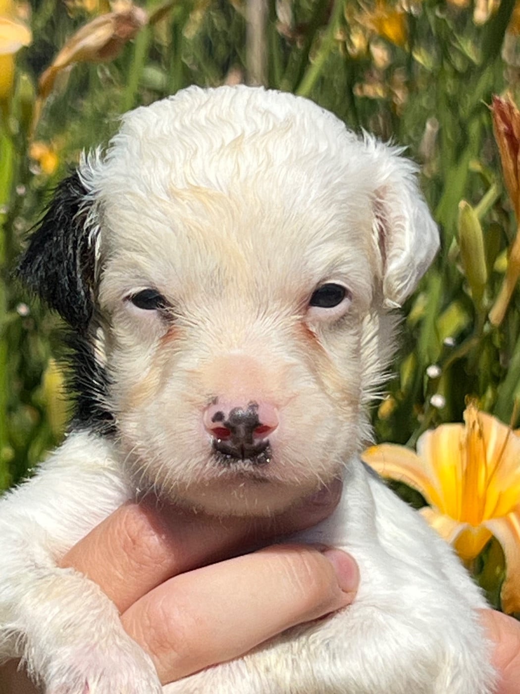 Chiot N°3