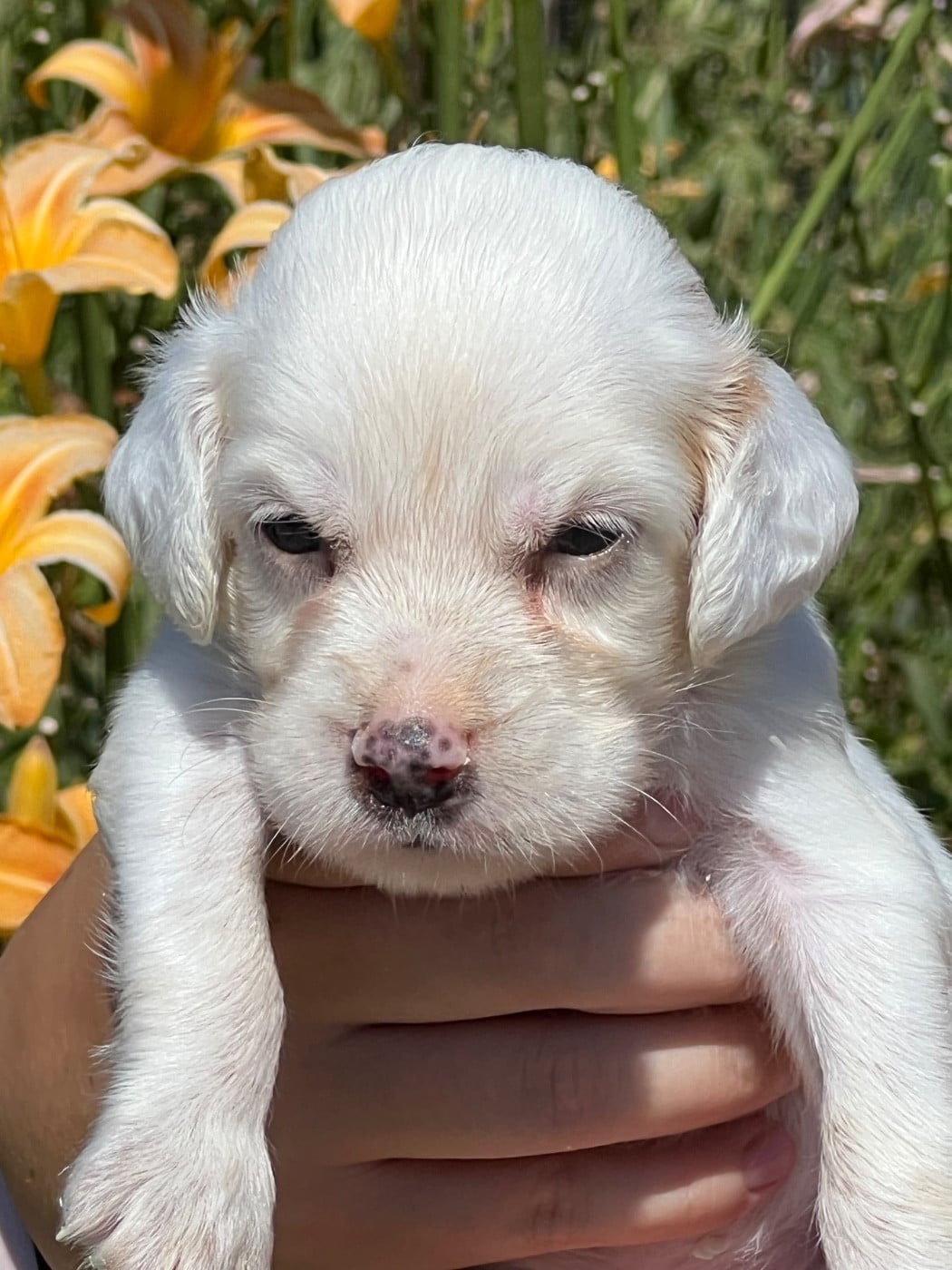 Chiot N°5