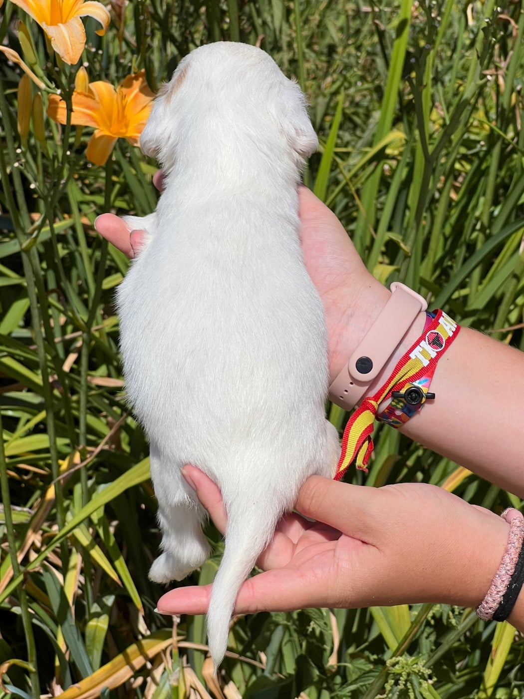 Chiot N°5