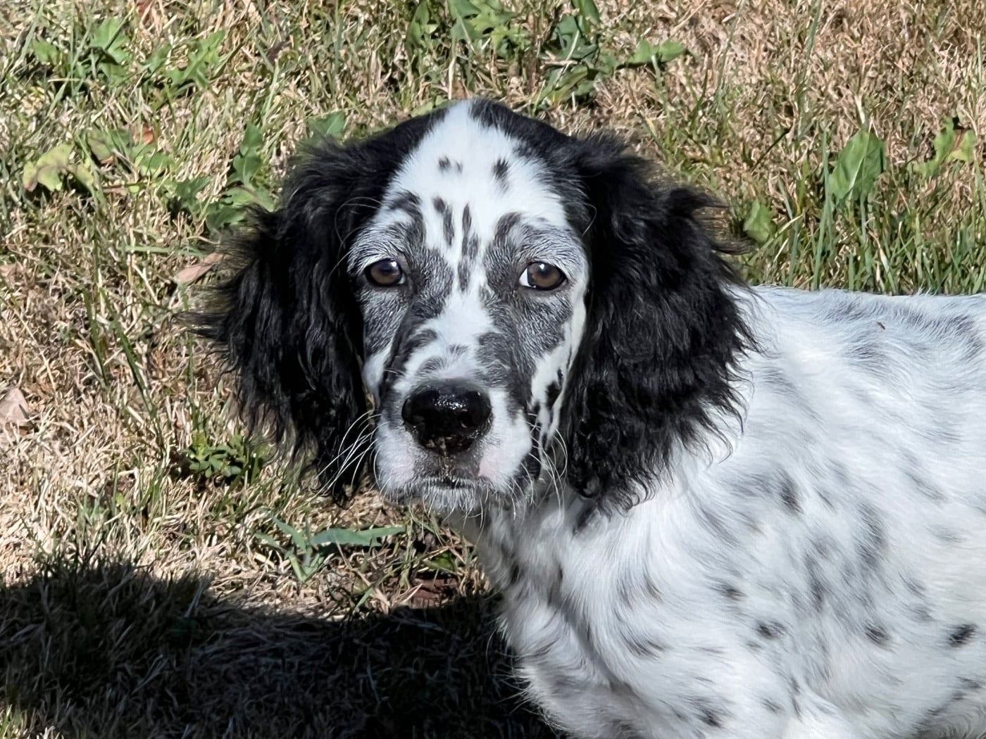 Setter Anglais - de Torlhak