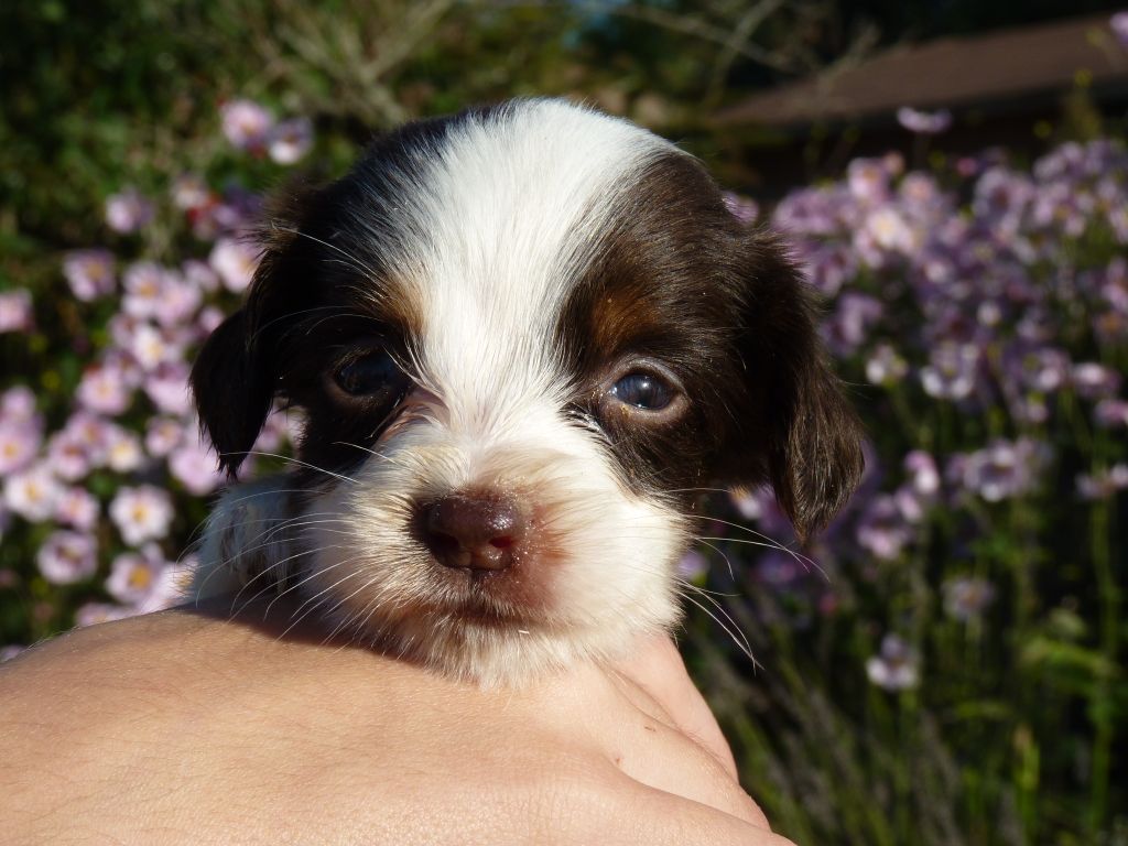 CHIOT - English Springer Spaniel
