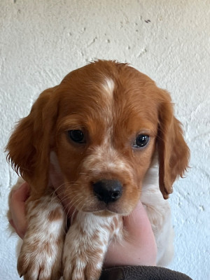 Les chiots de Epagneul Breton