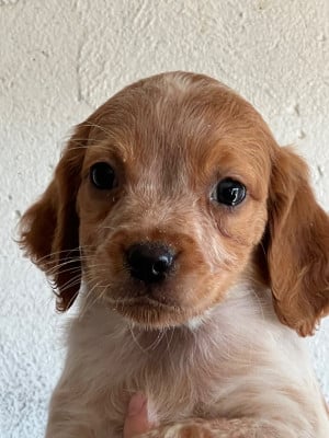 Les chiots de Epagneul Breton