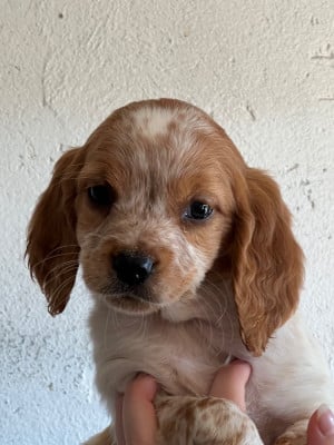 Les chiots de Epagneul Breton