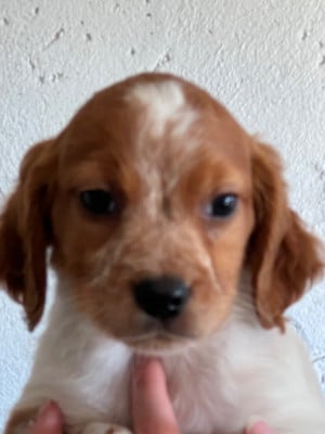 Les chiots de Epagneul Breton