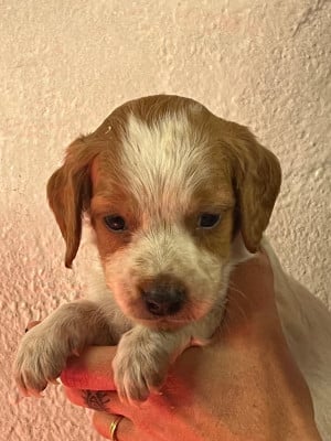 Les chiots de Epagneul Breton