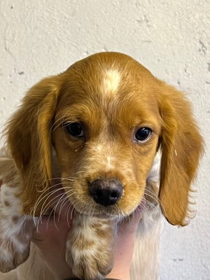 Les chiots de Epagneul Breton