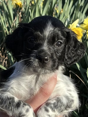 Les chiots de Epagneul Breton