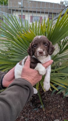 Les chiots de English Springer Spaniel