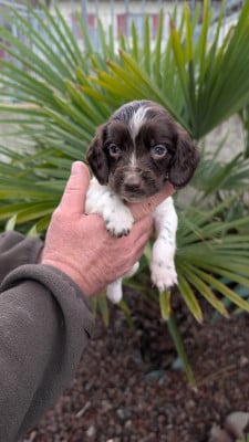 Les chiots de English Springer Spaniel