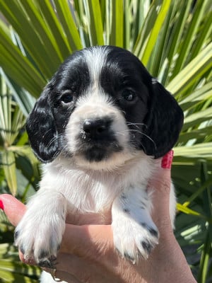 Les chiots de English Springer Spaniel
