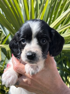 Les chiots de English Springer Spaniel
