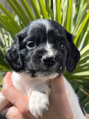 Les chiots de English Springer Spaniel
