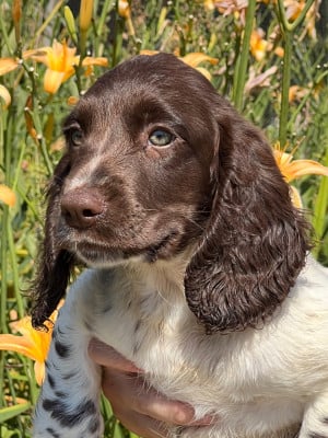 Les chiots de English Springer Spaniel