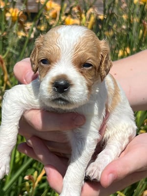 Les chiots de Epagneul Breton
