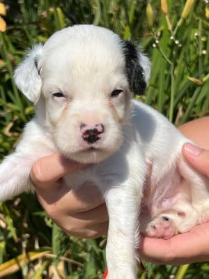 Les chiots de Setter Anglais