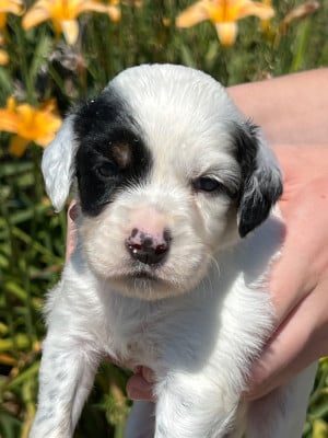 Les chiots de Setter Anglais