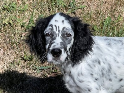 Les chiots de Setter Anglais
