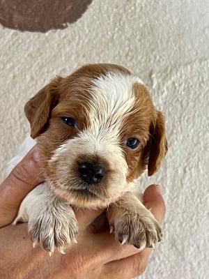 Les chiots de Epagneul Breton