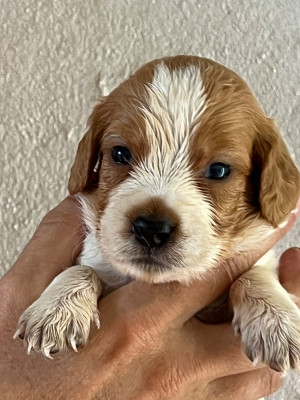 Les chiots de Epagneul Breton