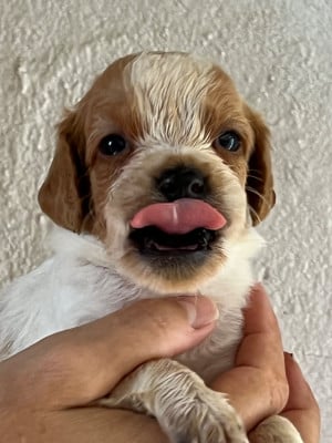 Les chiots de Epagneul Breton