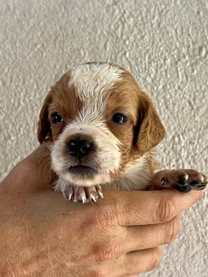 Les chiots de Epagneul Breton