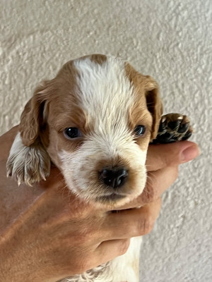 Les chiots de Epagneul Breton