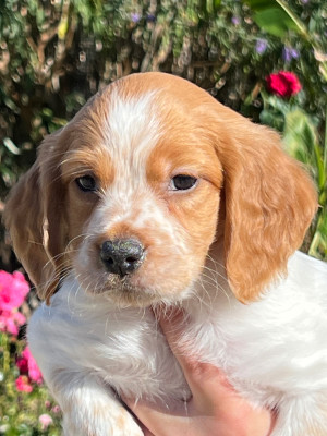 Les chiots de Epagneul Breton