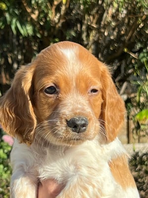 Les chiots de Epagneul Breton