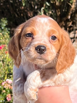 Les chiots de Epagneul Breton