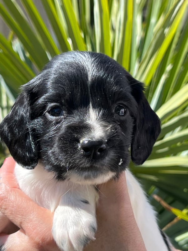 English Springer Spaniel - de Torlhak