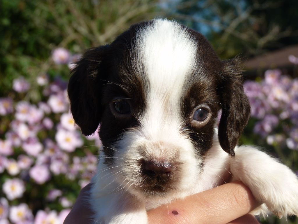 CHIOT - English Springer Spaniel