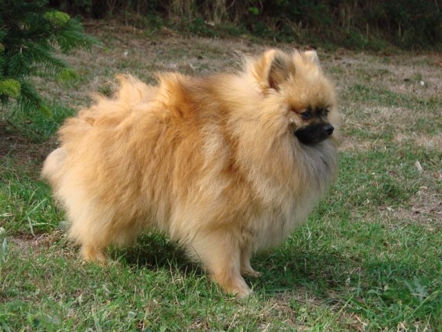 Goliath du mont de la chenaie