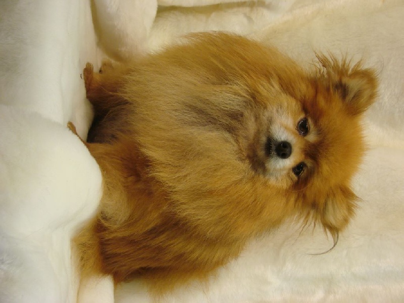 Publication : du mont de la chenaie Auteur : RODRIGUEZ