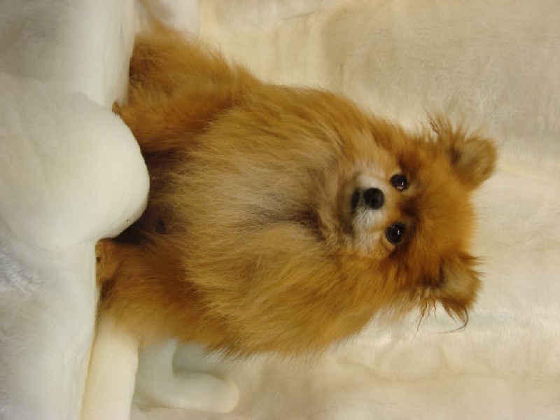 Publication : du mont de la chenaie Auteur : RODRIGUEZ