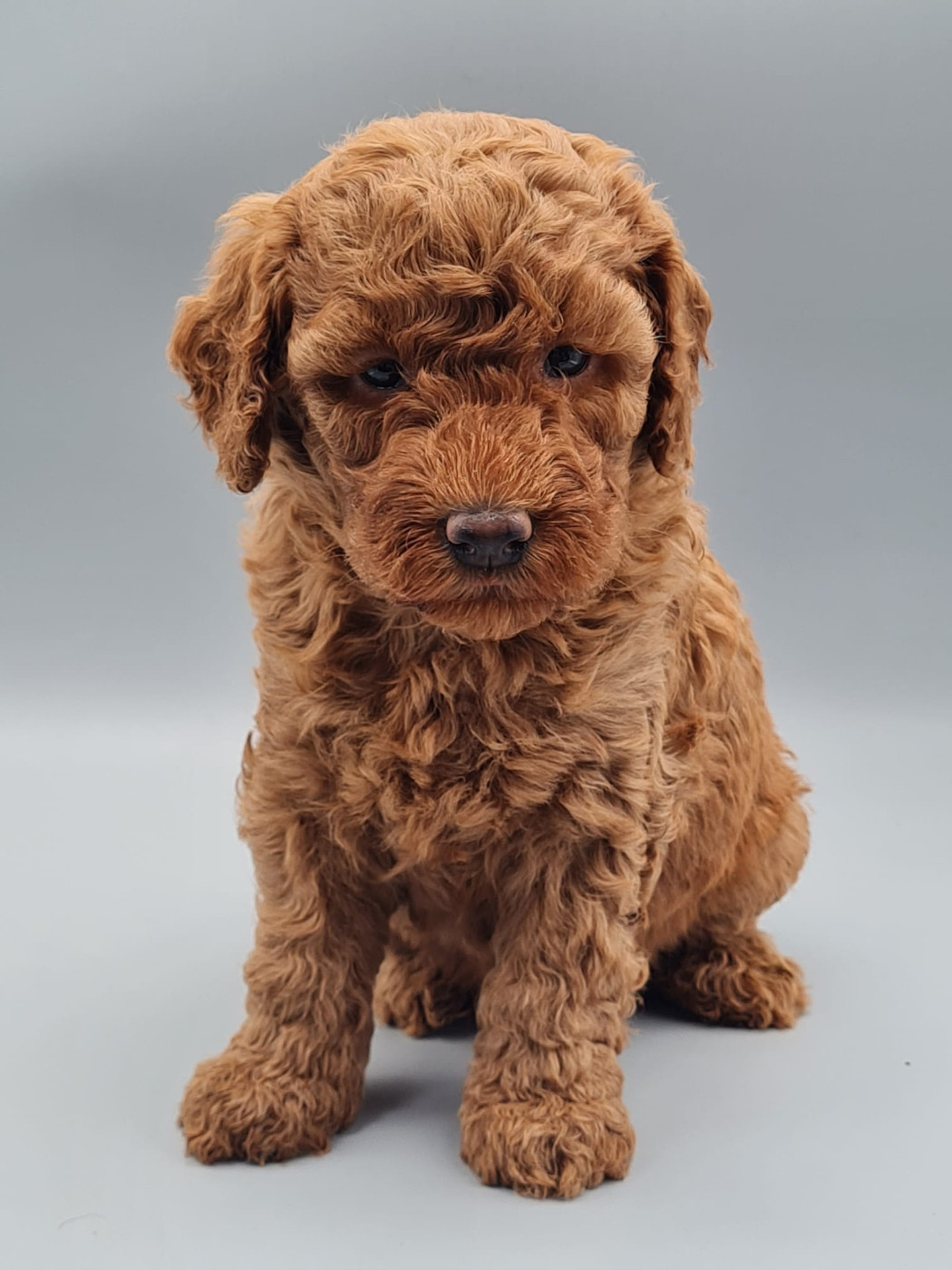 Caniche - du mont de la chenaie