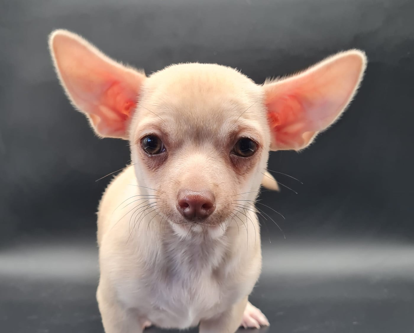 Chihuahua - du mont de la chenaie