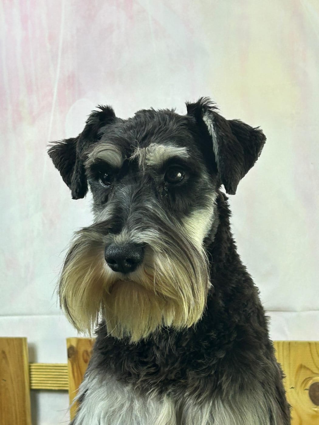 Schnauzer miniature - du mont de la chenaie