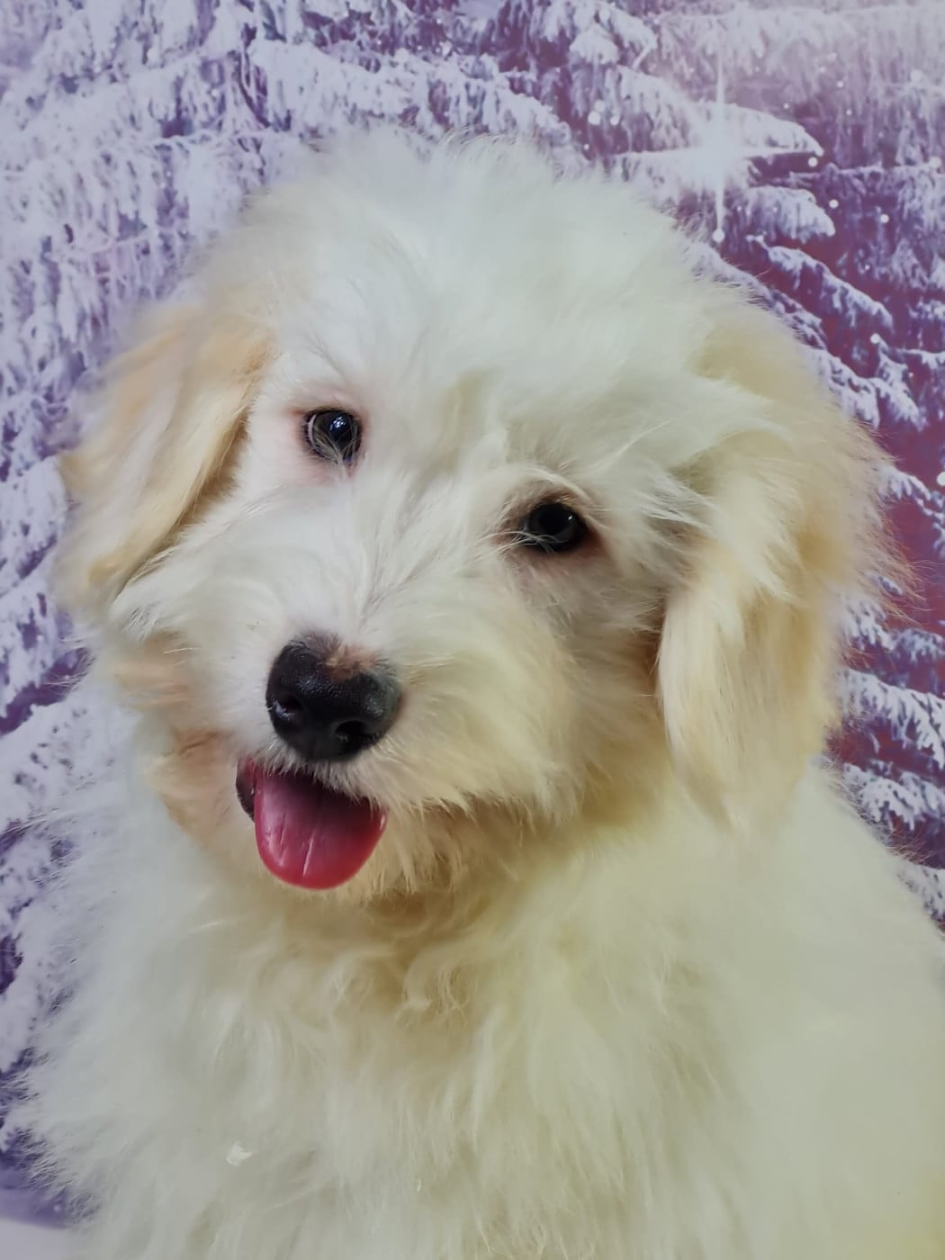 Coton de Tulear - du mont de la chenaie