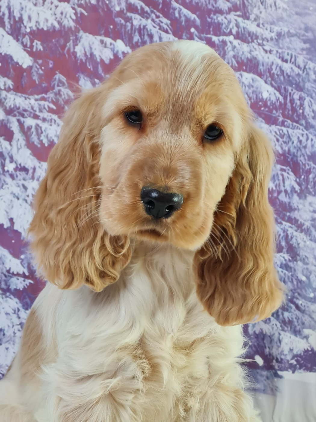 Cocker Spaniel Anglais - du mont de la chenaie